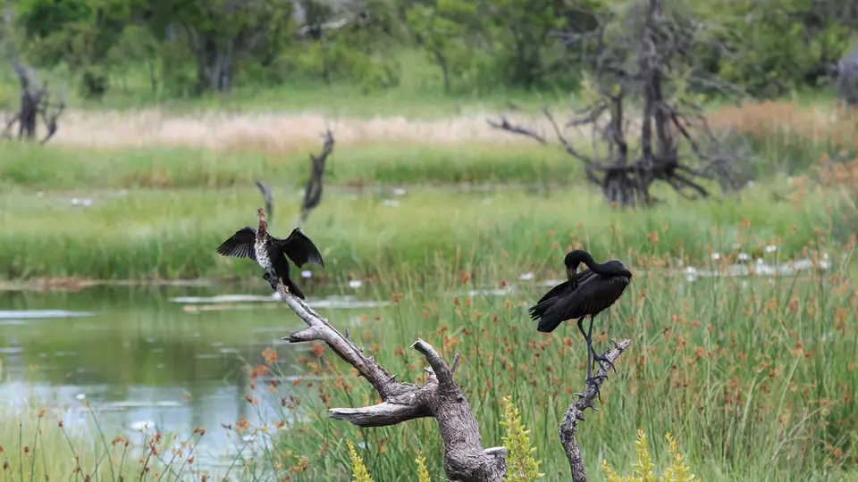 2016Botswana3945100.3Open-billedStork.jpg