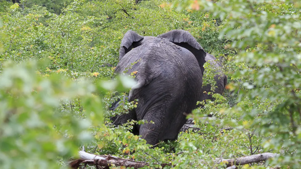 2016Botswana3954.jpg