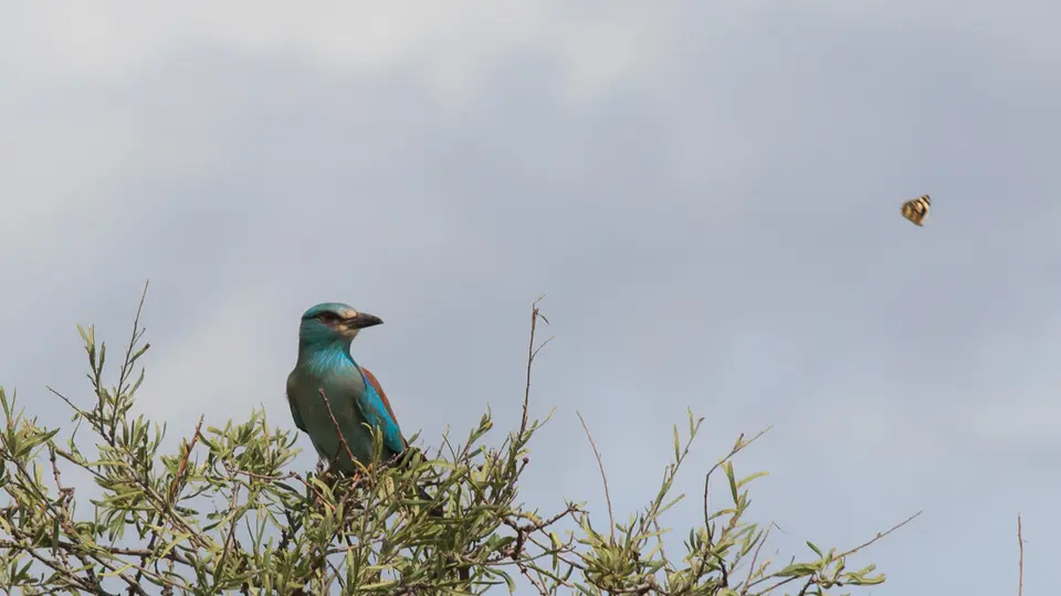 2016Botswana3974274.4EuropeanRoller.jpg