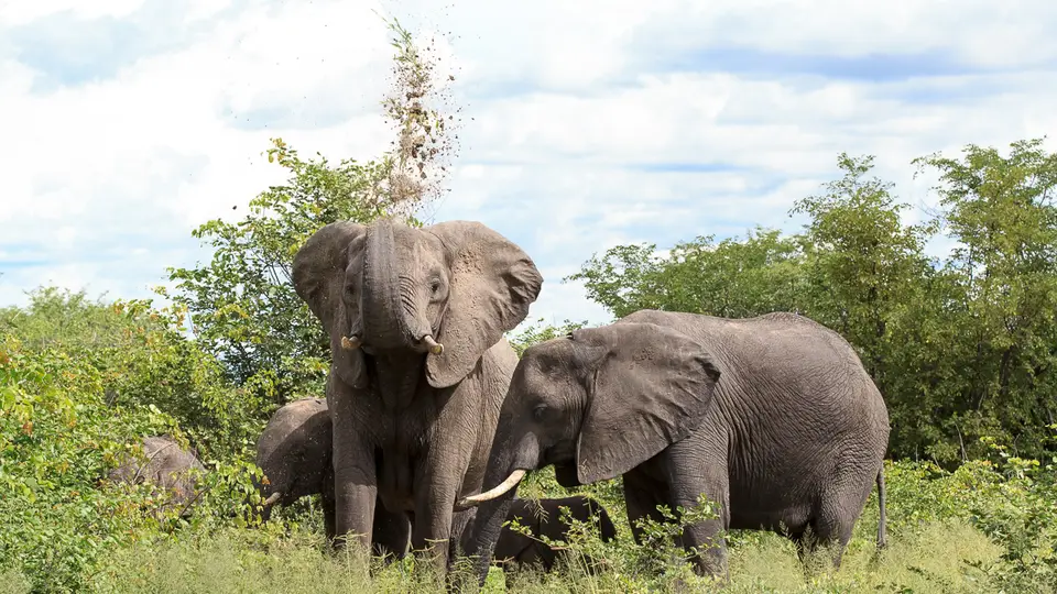 2016Botswana3988.jpg