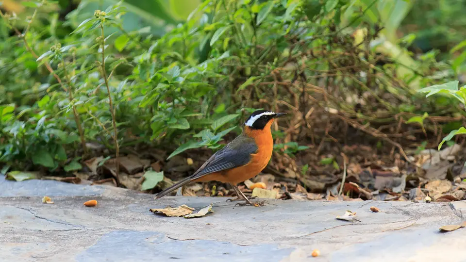 2016Botswana4015344.4Heuglin'sRobin.jpg