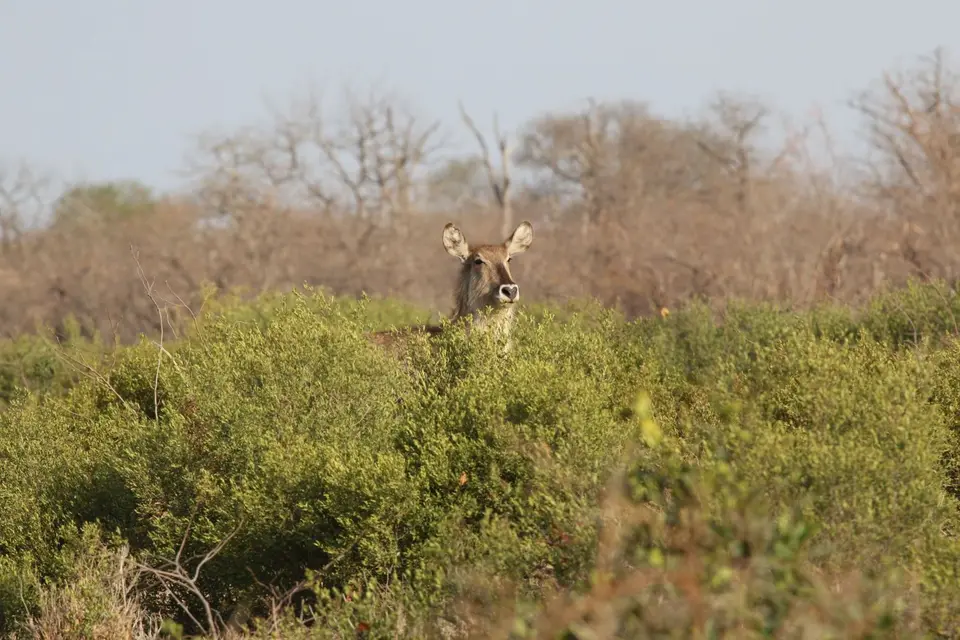 2017Südafrika0012.JPG