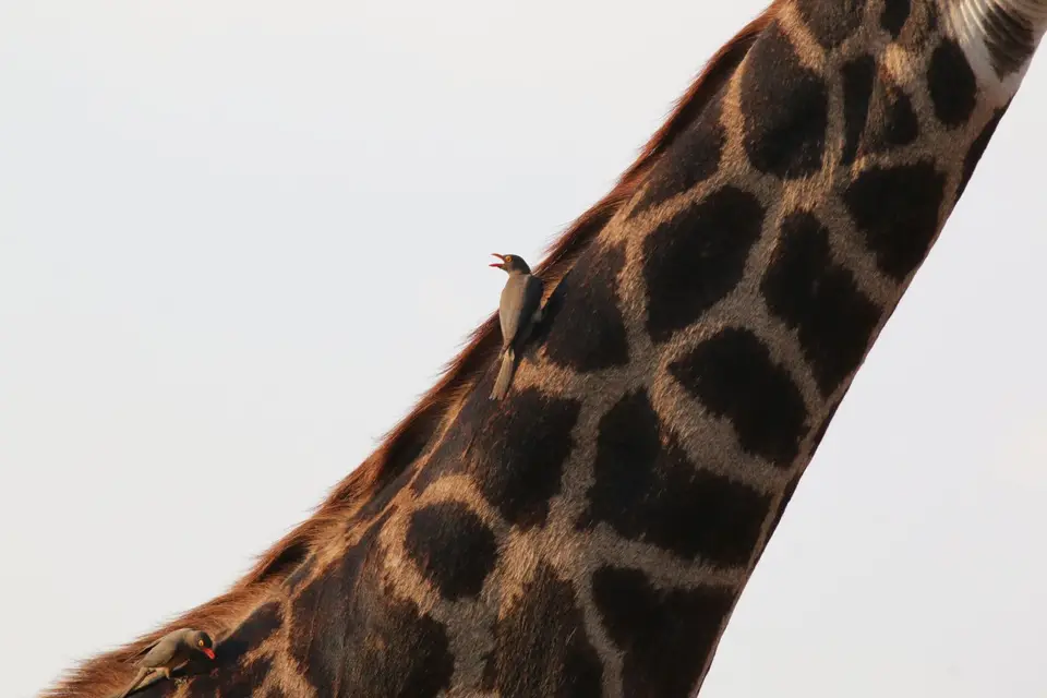 2017Südafrika0016.JPG