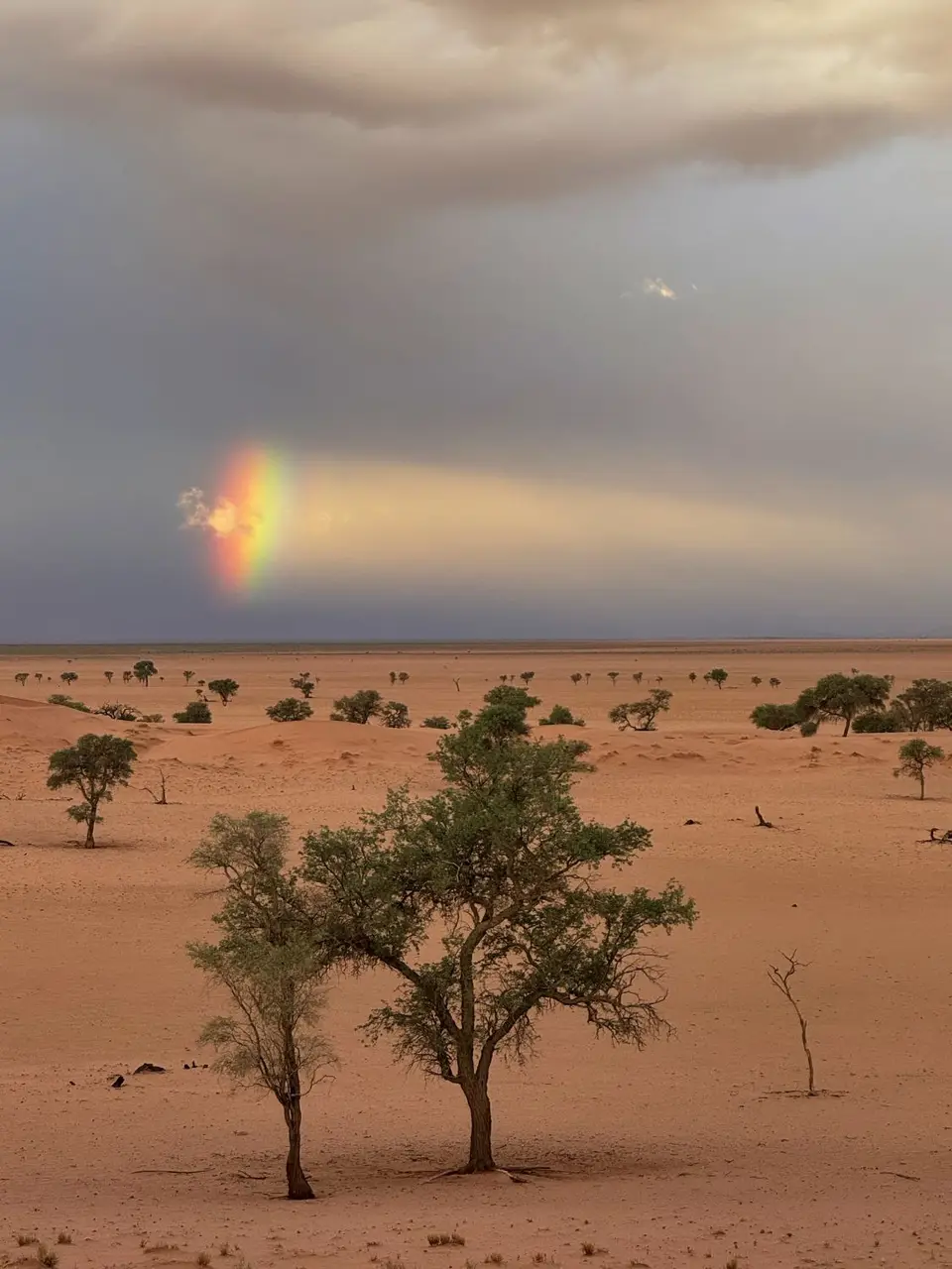 2025NamibiaSA0976.jpg