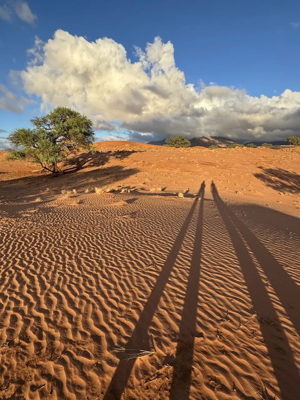 2025NamibiaSA1031.jpg