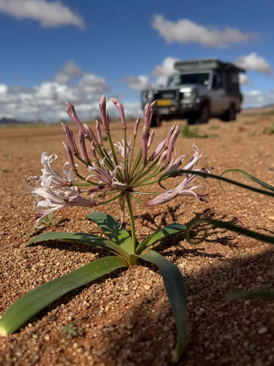 2025NamibiaSA1051.jpg