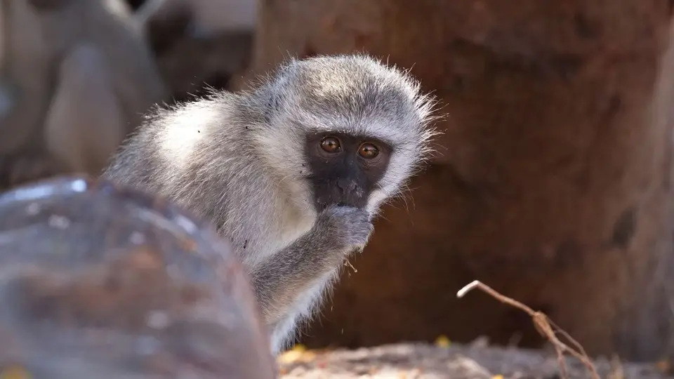 2025NamibiaSA2122.jpg