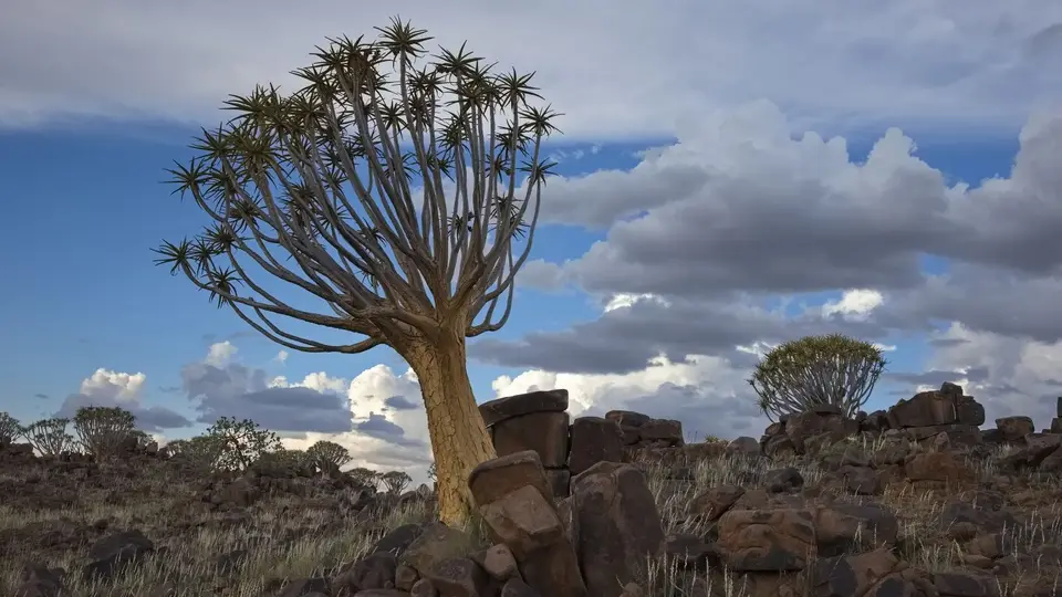 2025NamibiaSA3283.jpg