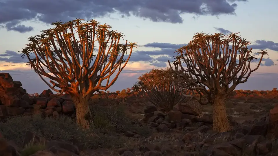 2025NamibiaSA3350.jpg