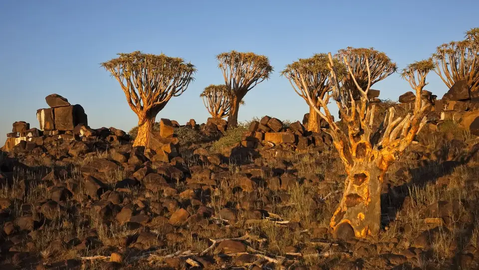 2025NamibiaSA3428.jpg