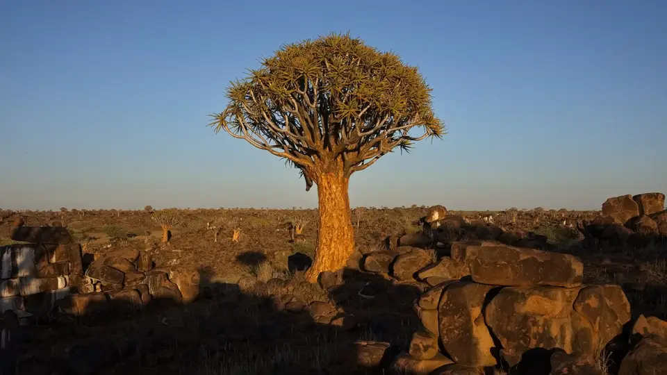 2025NamibiaSA3443.jpg