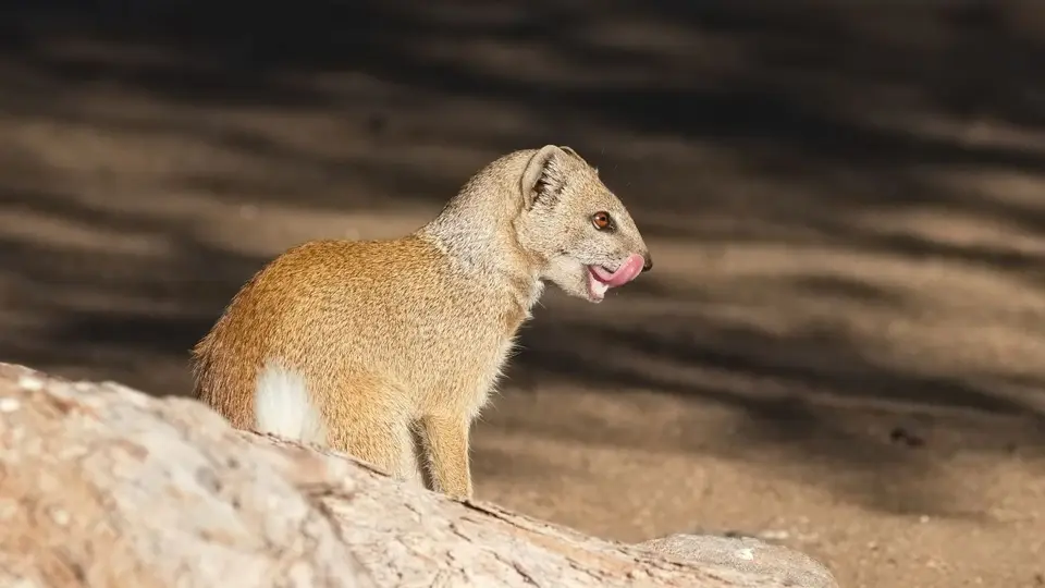 2025NamibiaSA3491.jpg