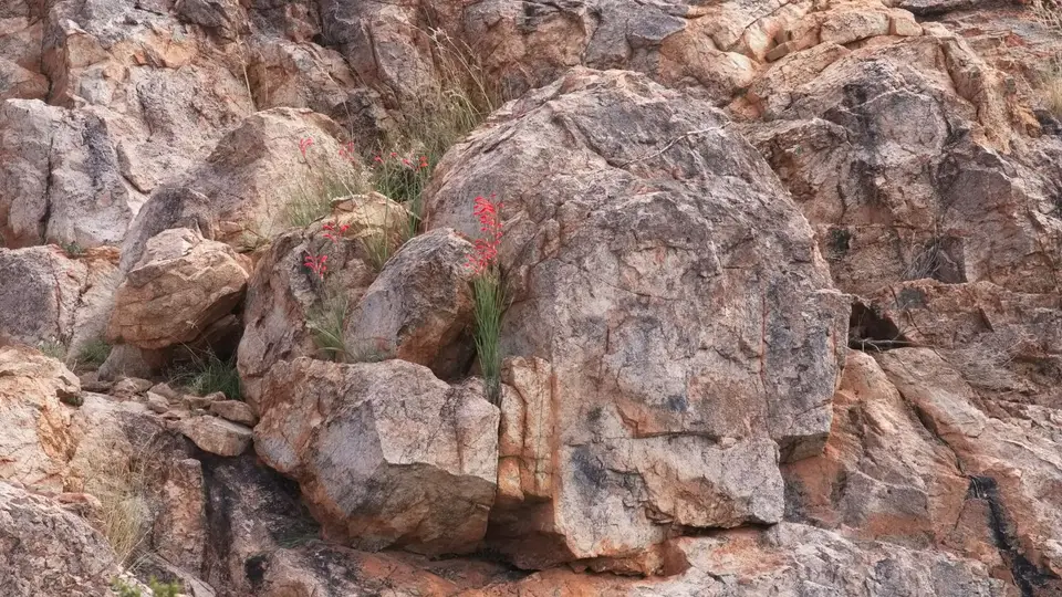 2025NamibiaSA3855.jpg