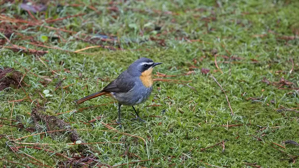 2025SAKrüger0298344.2CapeRobinChat.jpg