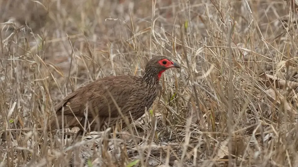 2025SAKrüger0367c164.4Swainson'sFrancolin.jpg