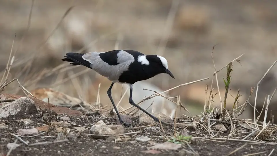 2025SAKrüger0386142.2BlacksmithPlover.jpg