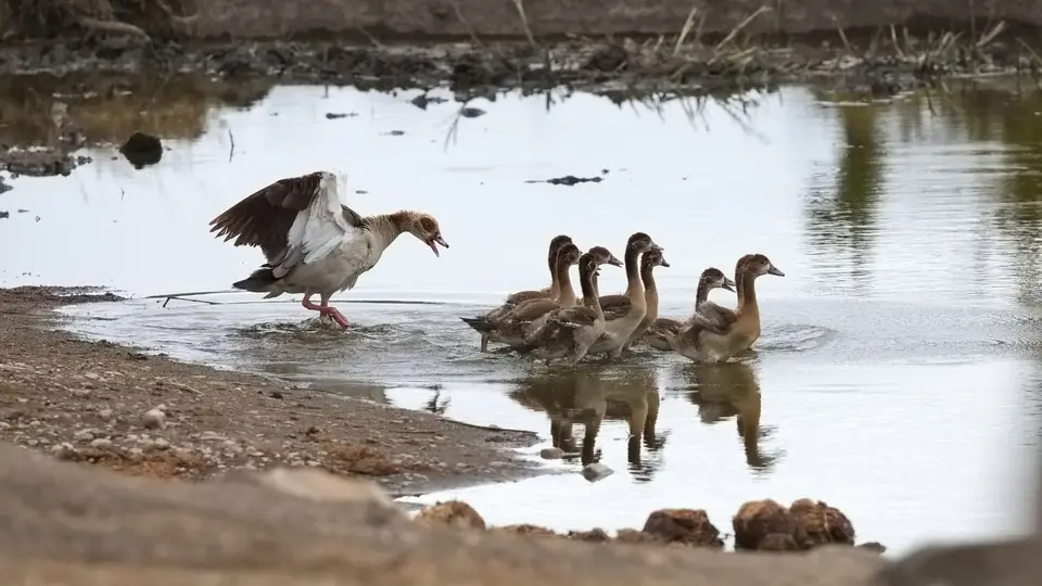 2025SAKrüger0389108.3EgyptianGoose.jpg
