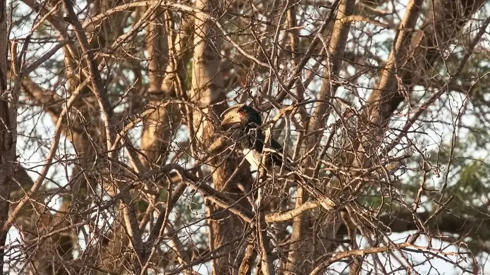 2025SAKrüger0507b280.4TrumpeterHornbill.jpg
