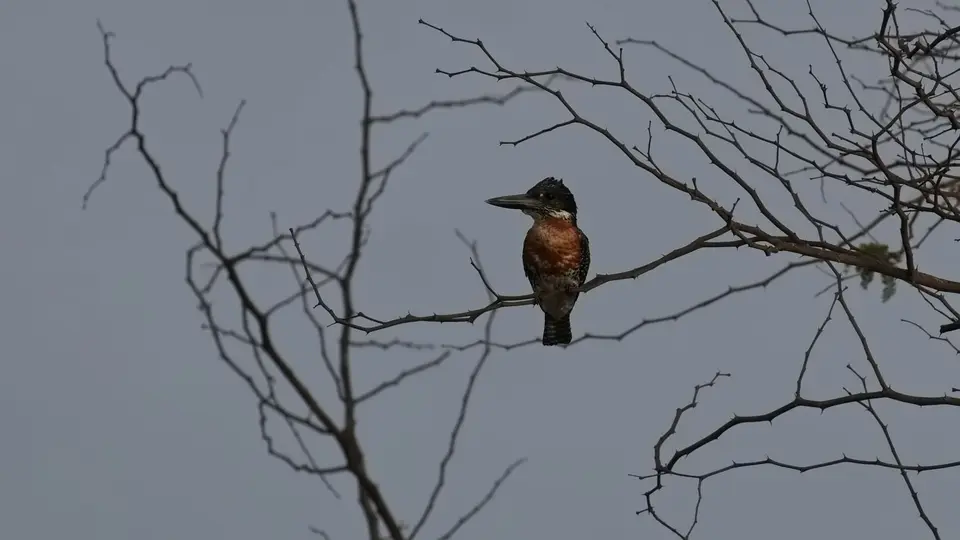 2025SAKrüger0510a268.1GiantKingfisher.jpg