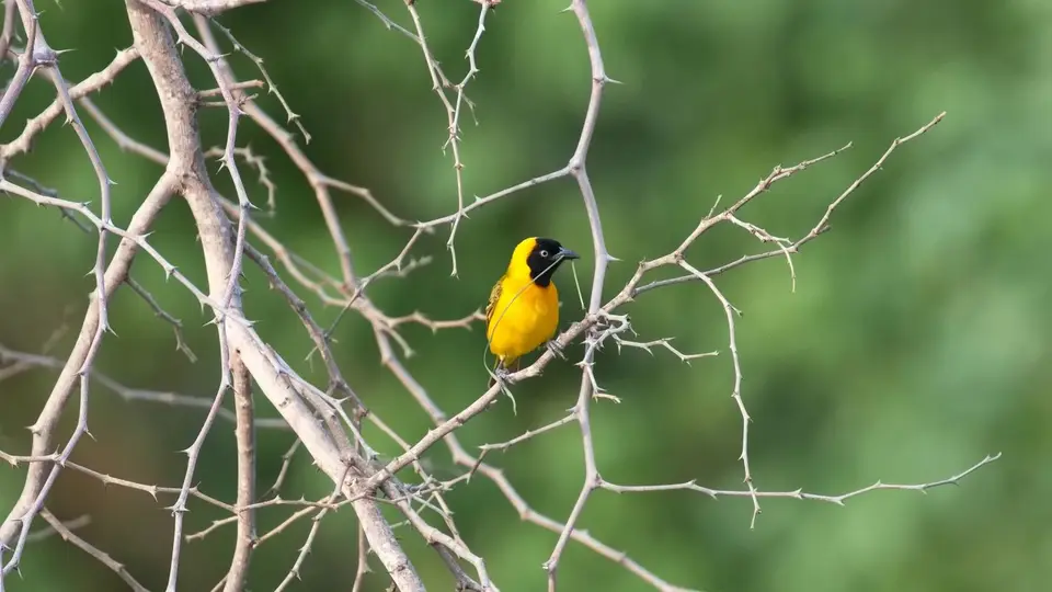 2025SAKrüger0510b432.2Lesser-maskedWeaver.jpg