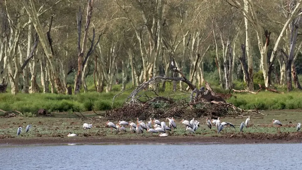 2025SAKrüger0590h100.1Yellow-billedStork.jpg