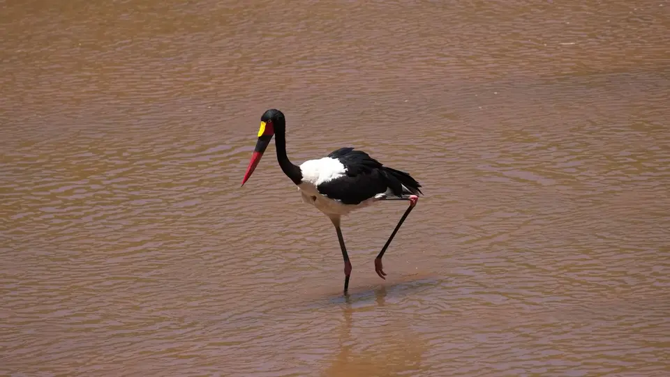 2025SAKrüger0785d096.1Saddle-billedStork.jpg