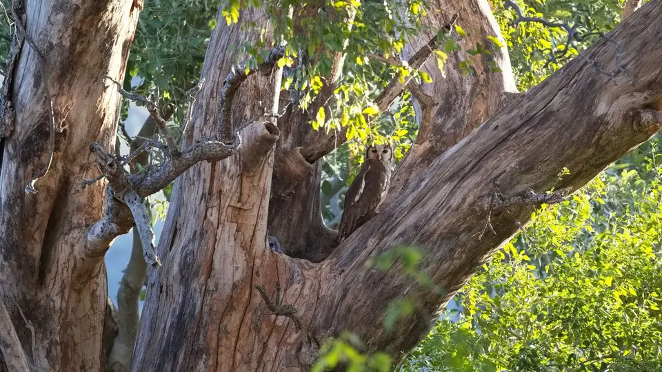 2025SAKrüger0817240.1Verreaux'sEagleOwl.jpg