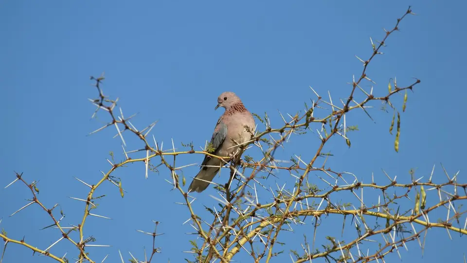 2025SAKrüger0880b216.4LaughingDove.jpg