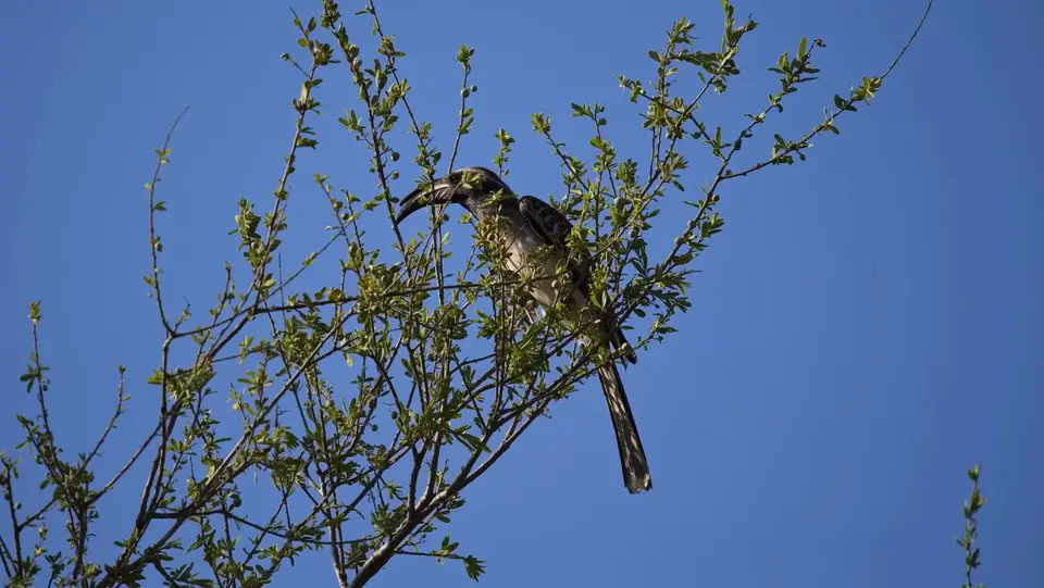 2025SAKrüger0886278.5AfricanGreyHornbill.jpg