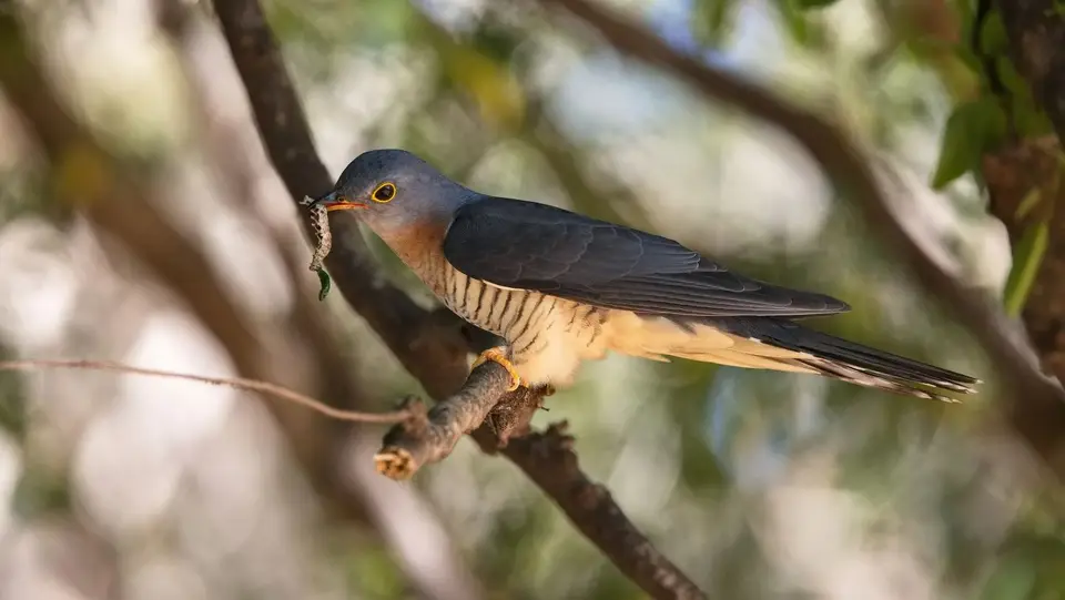 2025SAKrüger1024230.1Red-chestedCuckoo.jpg