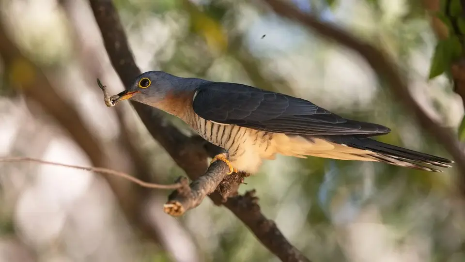 2025SAKrüger1026230.1Red-chestedCuckoo.jpg