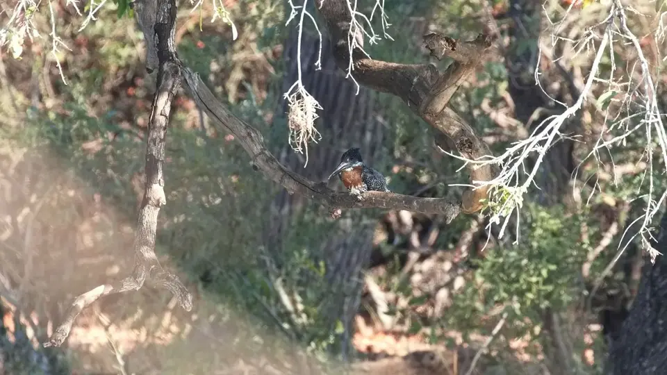 2025SAKrüger1154a268.1GiantKingfisher.jpg