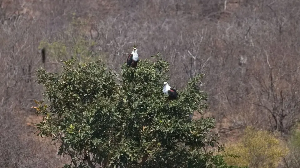 2025SAKrüger1395b188.1AfricanFishEagle.jpg
