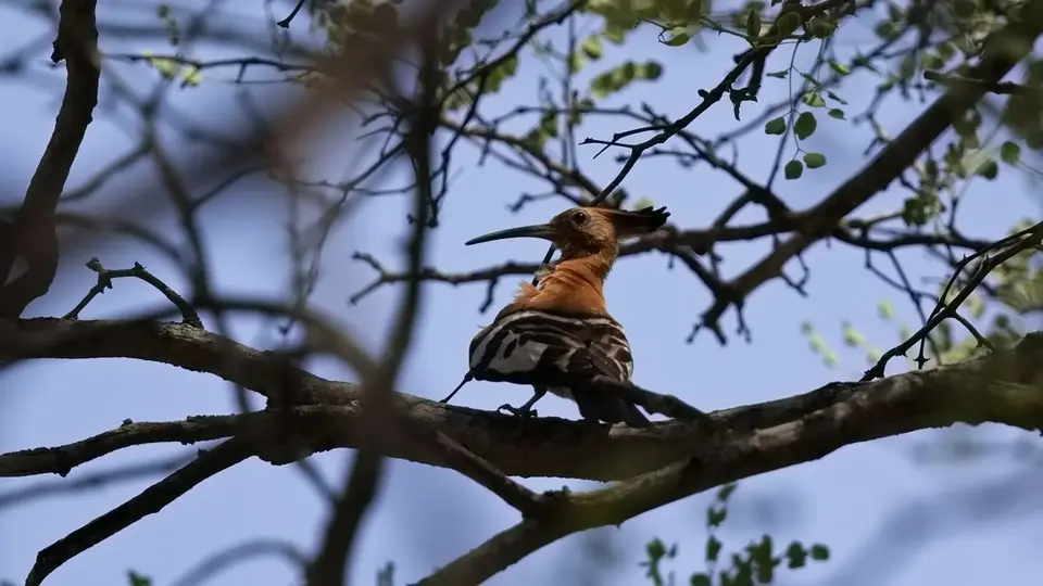 2025SAKrüger1692276.4AfricanHoopoe.jpg