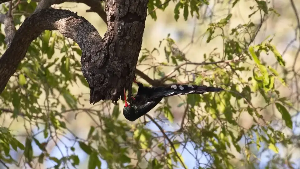 2025SAKrüger2097c276.1GreenWoodhoopoe.jpg
