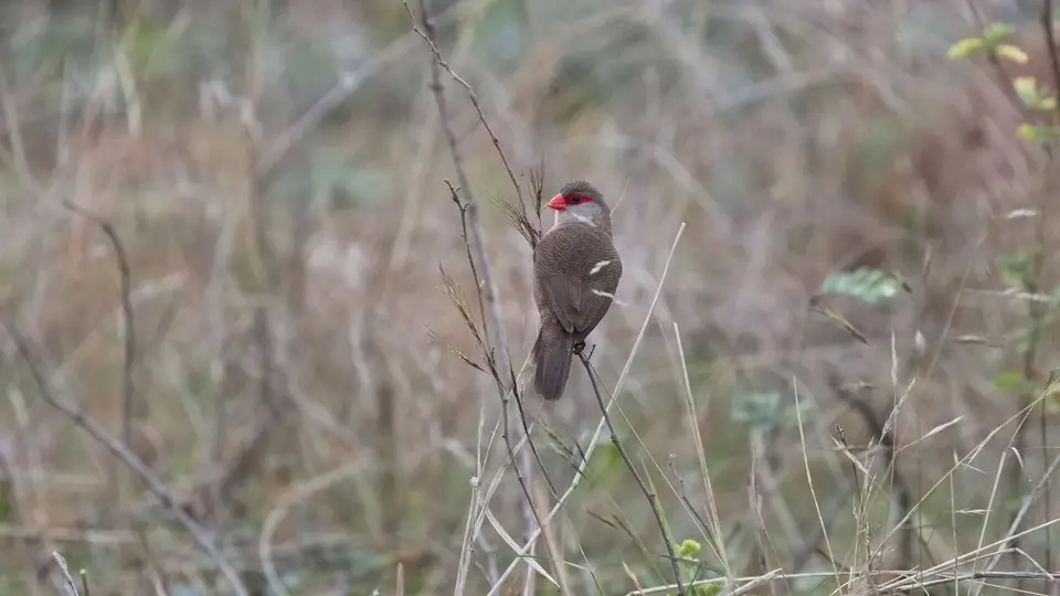 2025SAKrüger2116a446.4CommonWaxbill.jpg