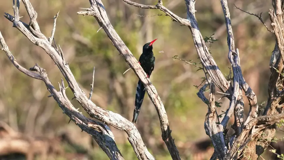 2025SAKrüger2383b276.1GreenWoodhoopoe.jpg