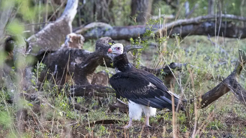 2025SAKrüger2391174.2WhiteheadedVulture.jpg