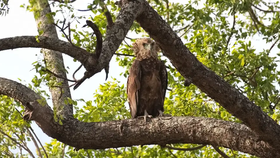 2025SAKrüger2433a180.1Bateleur.jpg