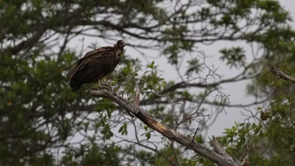 2025SAKrüger2460b174.1HoodedVulture.jpg