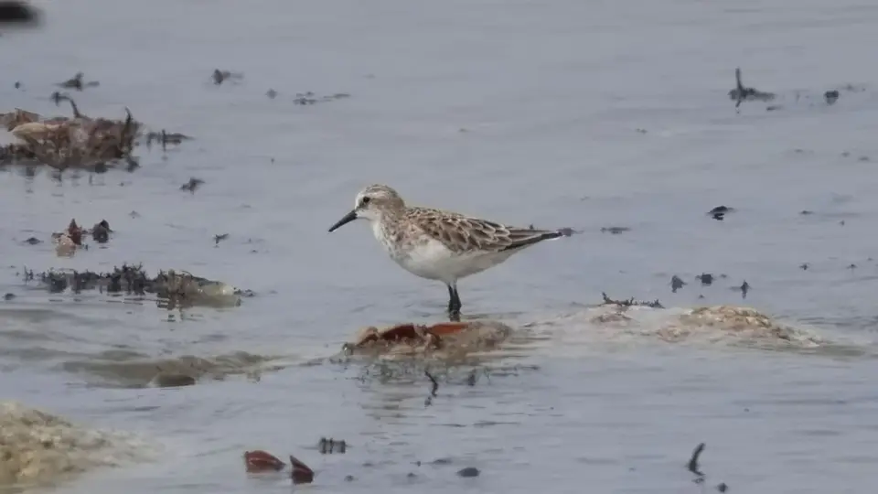 2026SACapetoKTP0674130.1LittleStint.jpg