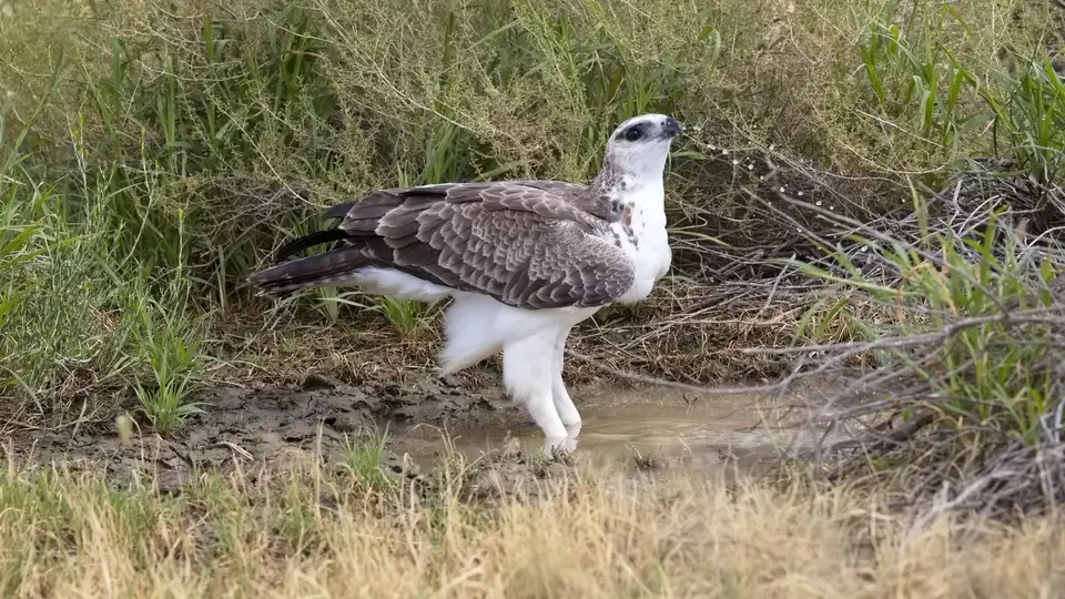 2026SACapetoKTP1680H188.2MartialEagle.jpg