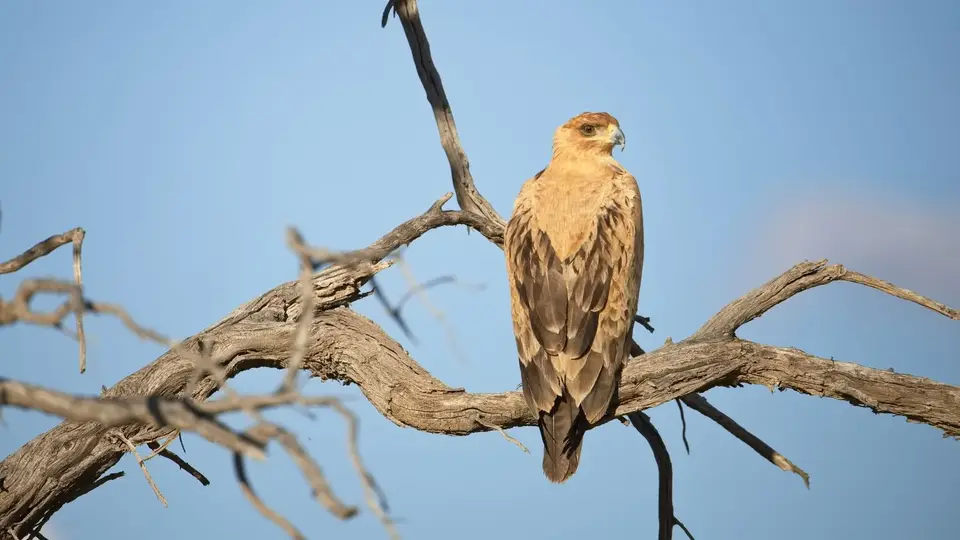 2026SACapetoKTP2144184.3TawnyEagle.jpg