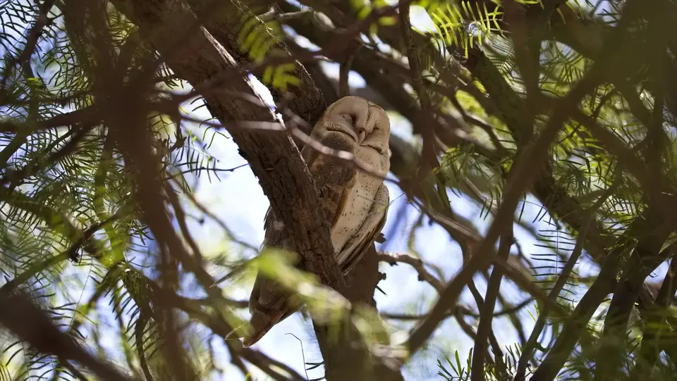 2026SACapetoKTP2845236.3BarnOwl.jpg