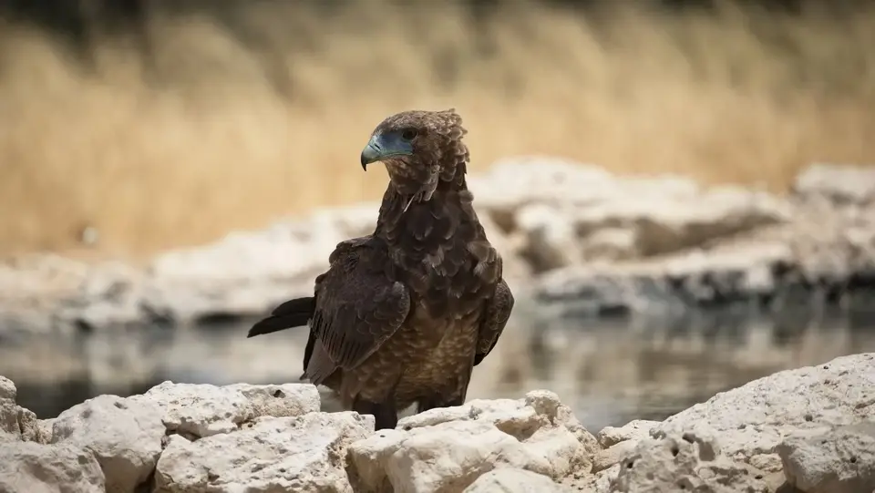 2026SACapetoKTP2876180.1Bateleur.jpg