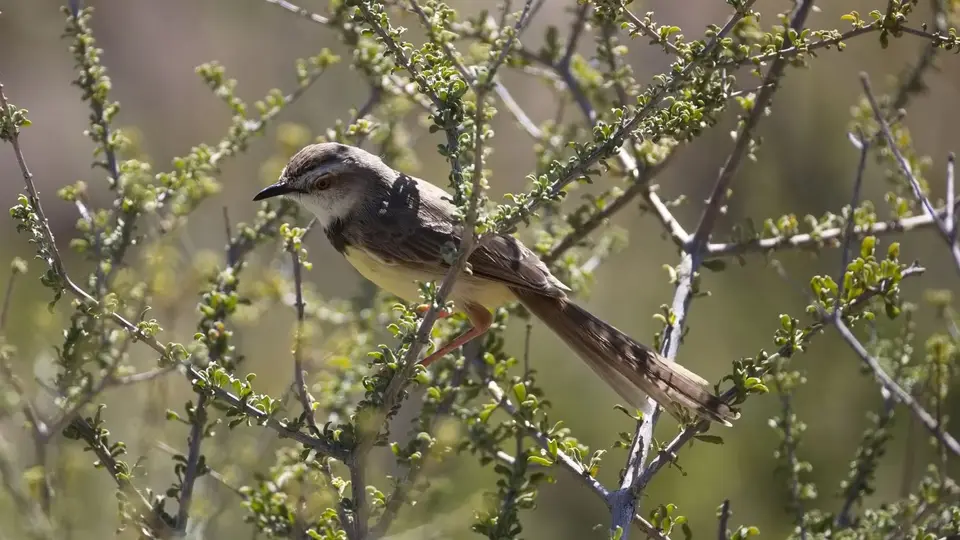 2026SACapetoKTP2915378.1Black-chestedPrinia.jpg