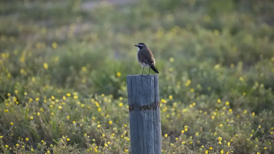 2026SACapetoKTP2946338.3CappedWheatear.jpg