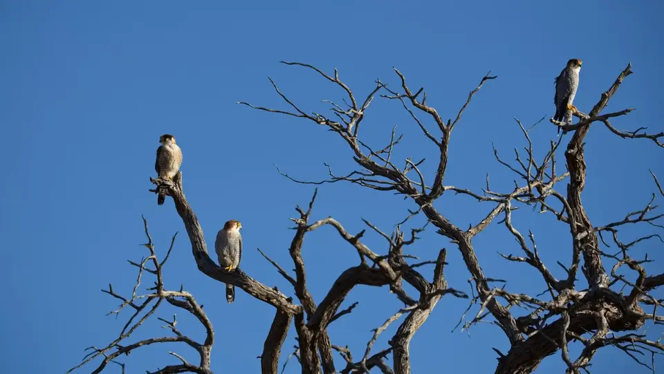 2026SACapetoKTP2951206.5Red-neckedFalcon.jpg