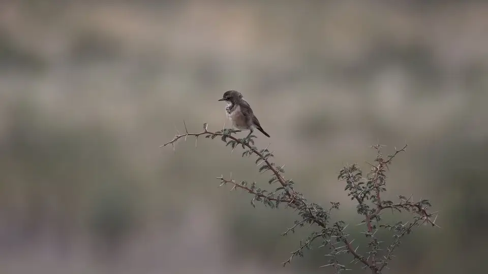 2026SACapetoKTP3675338.3CappedWheatear.jpg