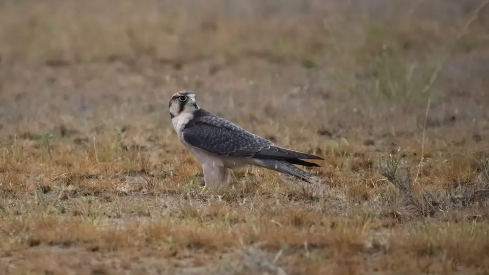 2026SACapetoKTP4387208.2LannerFalcon.jpg